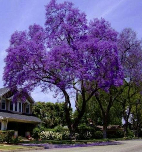 (ขายส่ง) เพาโลเนีย (Paulownia) หรือเจ้าหญิง (Royal Empress) / 2,500 เม็ด (USA)