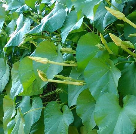 ดอกชมจันทร์ ดอกพระจันทร์ 15 เม็ด