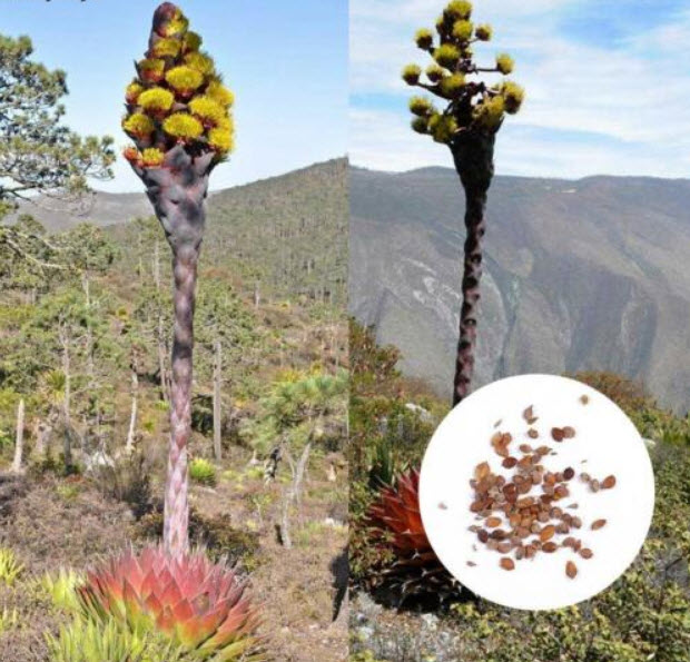 ว่านภูเขา (Agave Montana) / 10 เม็ด (Malaysia)