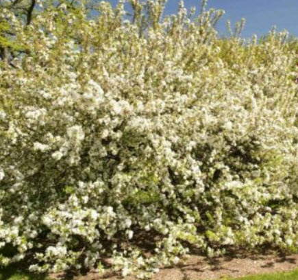 เชอร์รี่ แอปเปิ้ล (Cherry Apple) / 10 เม็ด (Lithuania)
