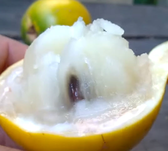 ต้น เอบิว อะบิว เอบิวไต้หวัน สูง 60-80 ซ.ม. รสชาดอร่อย