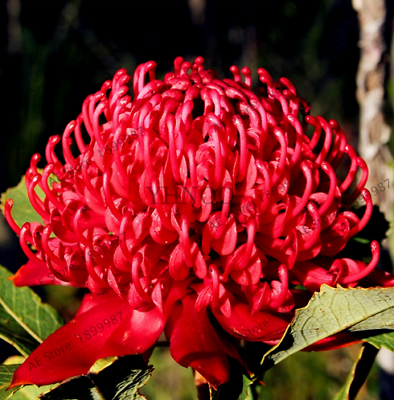 วาราท่าห์ (Waratah) คละสี / 100 เม็ด
