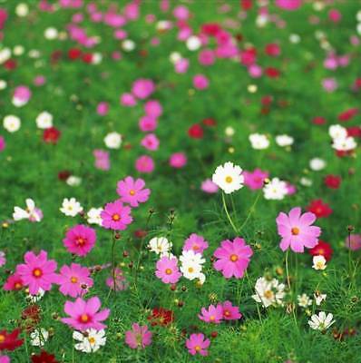 ดอกไม้ป่า คละ โตเร็ว สูง 30-50 ซ.ม. / ซอง 200 เม็ด (K008)