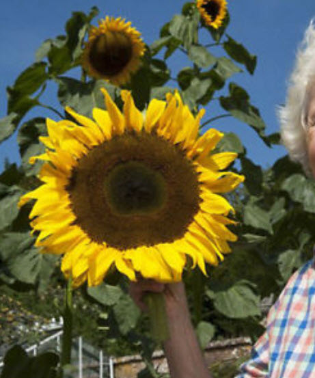 ทานตะวันดอกใหญ่ (Giant Sunflower) / 20 เม็ด (ขายดี)