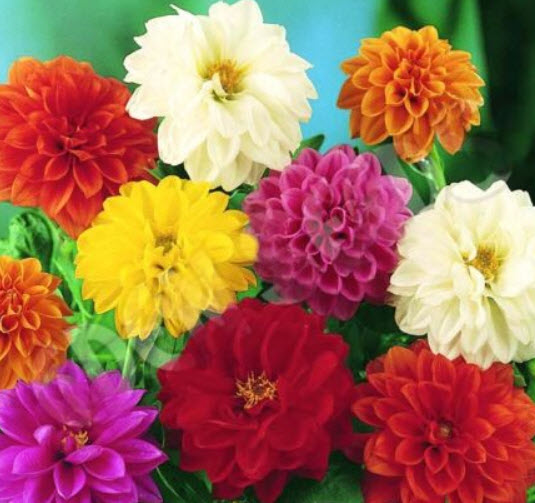 ดาห์เลีย (Dahlia - Dwarf Unwins) / 250 เม็ด (UK)