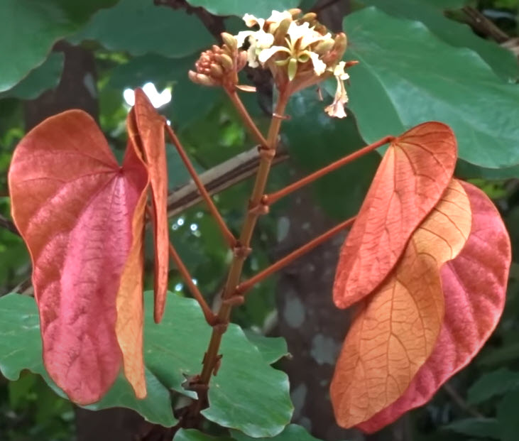 ต้นใบไม้สีทอง หรือย่านดาโอ๊ะ ไม้หายาก กระถาง 8 นิ้ว สูง 60-80 ซ.ม.