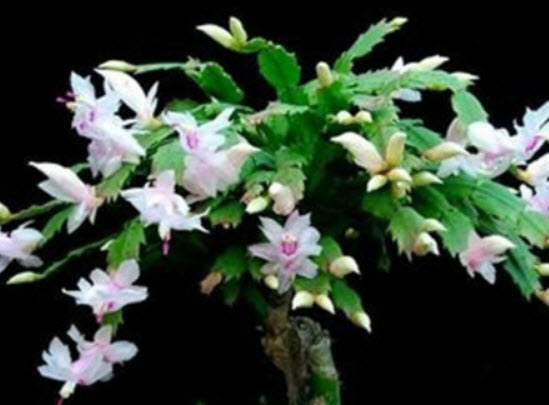 คริสมาสแคคตัส (Christmas Cactus) คละ 24 สี / 50 เม็ด