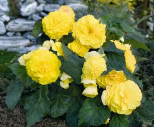 บิโกเนียซ้อน (Begonia) สีเหลือง / 15 เม็ด