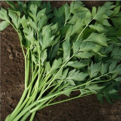 หน่อไม้น้ำ หรือ Ashitaba /20 เม็ด (Korea)