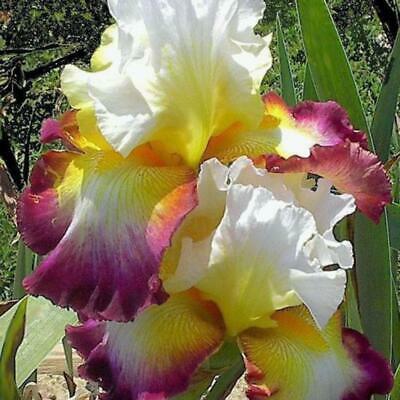 ฟาแลนน็อปซิส คละ / 50 เม็ด