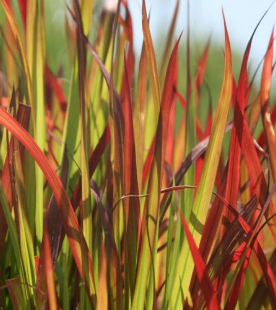 หญ้าแดงญี่ปุ่น หญ้าคาแดง (Imperata Cylindrica) / 100 เม็ด (Portugal) *