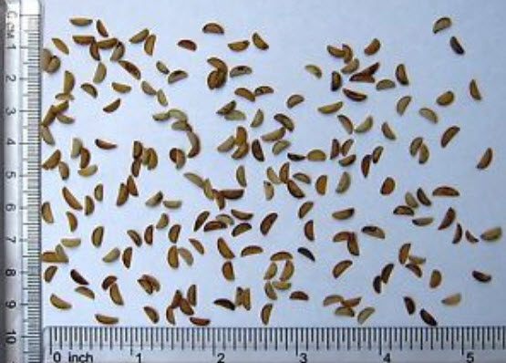 โสมไซบีเรีย (Siberian Ginseng - Acanthopanax Senticosus) / 10 เม็ด