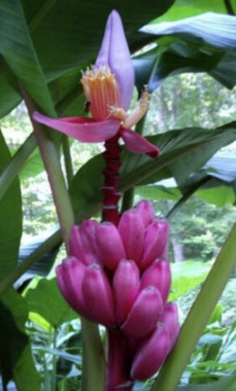 กล้วยรุ่งอรุณ หรือกล้วยดอกบัวอัสสัม (Musa Velutina) / 10 เม็ด (UK)*