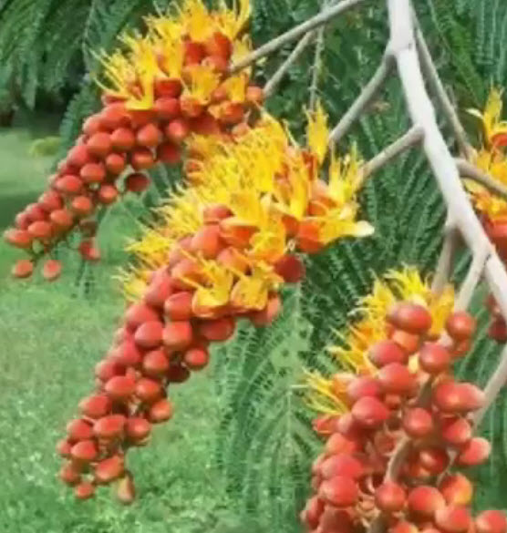 ต้นทองพลุ (Colville's Glory) สูง 20-40 ซ.ม.