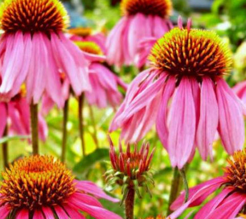 เอ็กไคนาเซีย (Echinacea Purpurea) สีม่วง / 40 เม็ด (Portugal)