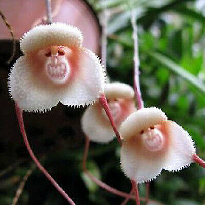 กล้วยไม้ หน้าลิง (monkey face orchid) / 10 เม็ด