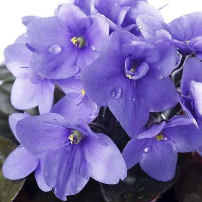 แอฟริกันไวโอเล็ต (African violet) สีม่วง / 50 เม็ด (China)