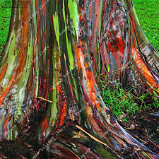 ยูคาลิปตัสแฟนซี (Rainbow Eucalyptus) / 50 เม็ด