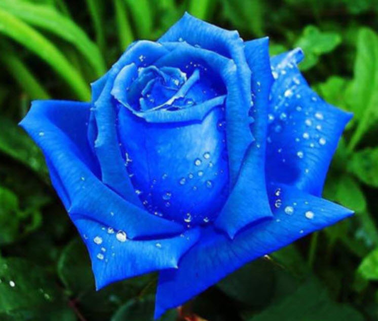 กุหลาบสีน้ำเงินเข้ม / 100 เม็ด