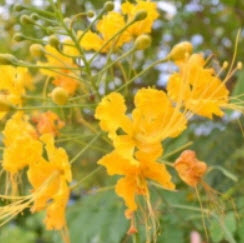 หางนกยูงไทย คละ 3 สี / 25 เม็ด