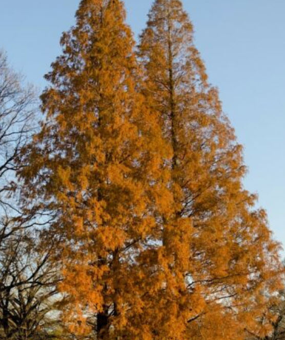 ดอน เรดวูด (Dawn Redwood) / 50 เม็ด (Spain)
