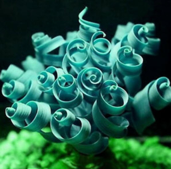 สไปรอล มิโมซ่า (Spiral Mimosa) สีฟ้า / 10 เม็ด (นอก)