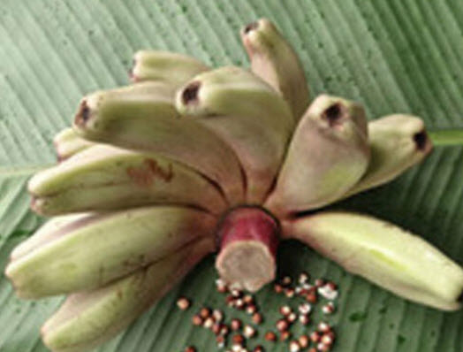 กล้วยป่า (Wild banana) / 5 เม็ด (USA)
