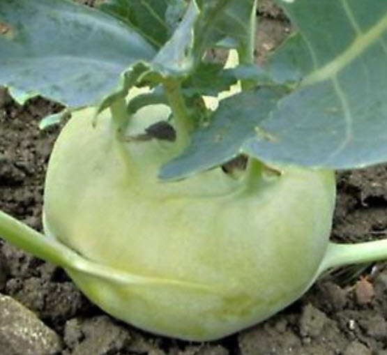 กะหล่ำปมยักษ์ (Giant Kohlrabi) / 250 เม็ด (Ukraine)