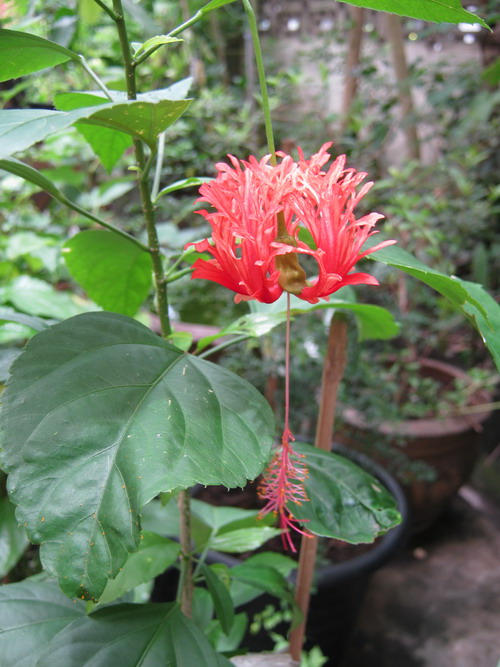 ต้นพู่ระหง ดอกฝอย กระถาง 8-10 นิ้ว สูง 40-60 ซ.ม.