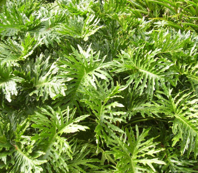 ฟีโล ใบมะละกอ (Philo Selloum) / 10 เม็ด (Australia)