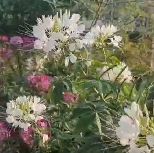 เสี้ยนฝรั่ง (Cleome / Spider flowers) สีขาว / 80 เม็ด (P2S) *