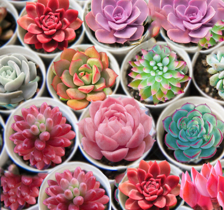 พืชอวบน้ำ (Succulents) คละ / 100 เม็ด