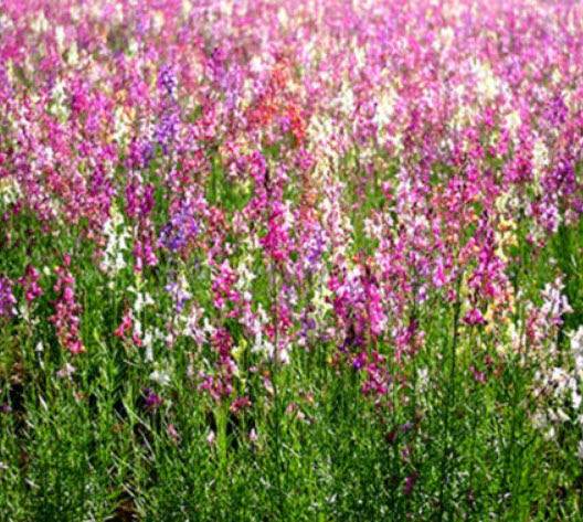 โทดแฟล็กซ์ (Toadflax / Baby Snapdragon) / 500 เม็ด (UK)