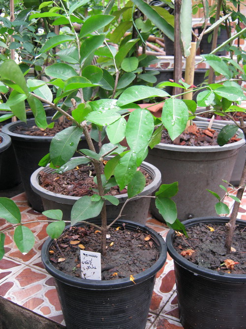 ต้นเชอรี่สเปน หรือมะยมแดง (Surinam cherry) ขนาดเล็ก