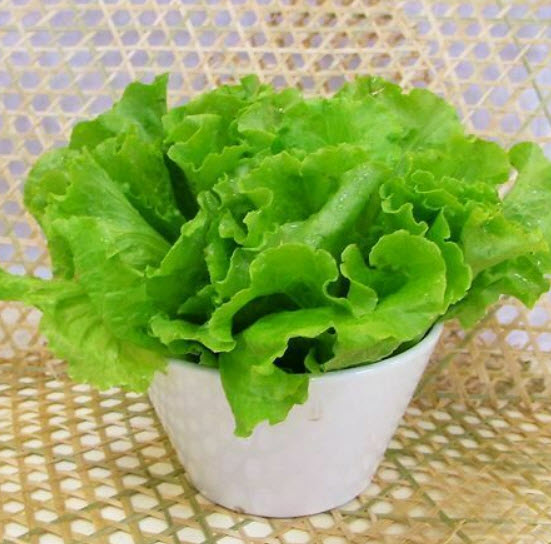 สลัดผักกาดเขียว (Green Lettuce) / 400 เม็ด (S001)