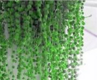 เพิร์ล คลอโรฟีทัม (Pearl Chlorophytum) สีเขียวอ่อน / 50 เม็ด