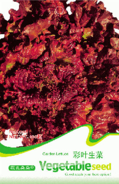 สลัดผักกาดแดง (Red Leaf Lettuce) / ซอง 100 เม็ด