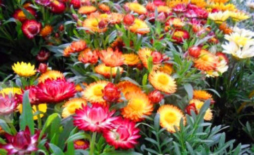 ดอกกระดาษ หรือสตรอ ฟลาวเวอร์ (Straw flower - Tom Thumb) ต้นเตี้ย คละ / 800 เม็ด (UK)