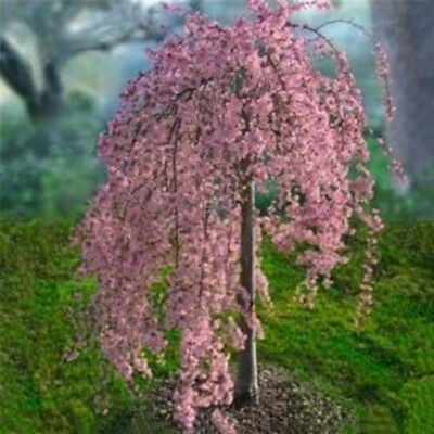 วีบพิ่ง เชอรี่ (Weeping Cherry - Pink Fountain) / 20 เม็ด