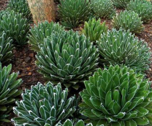 อะกาเว่ วิคทอเรีย (Victoria Agave) / 10 เม็ด (Portugal)