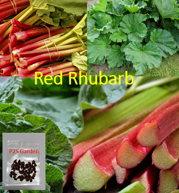 รูห์บาบแดง / รูห์บับแดง (Red Rhubarb) / 40 เม็ด (UK)