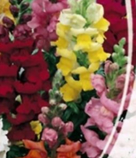 ดอกลิ้นมังกร (Snapdragon) ดอกใหญ่ ต้นสูง คละสี / 3,000 เม็ด (Ukraine)