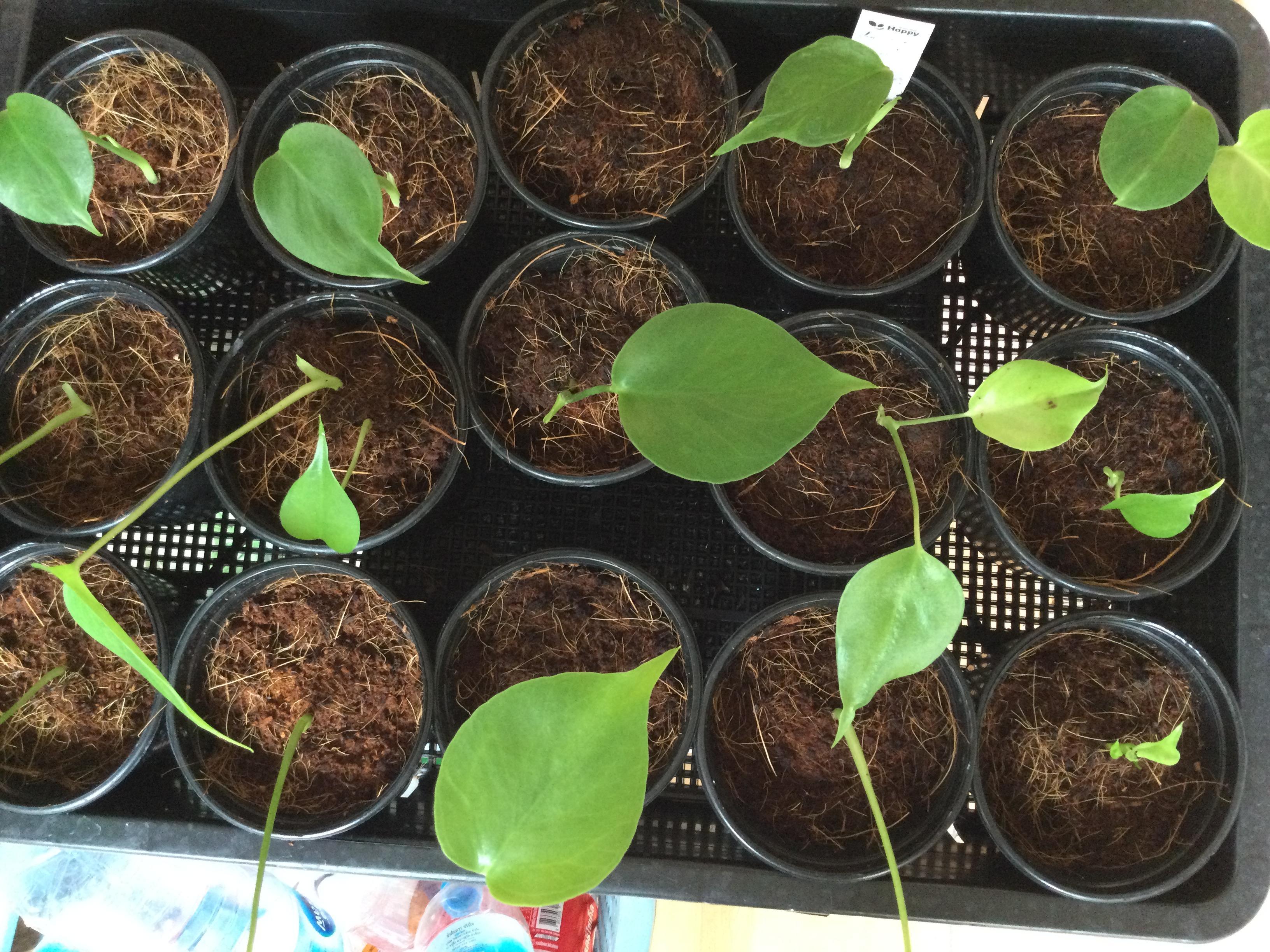 ต้นกล้ามอนสเตร่า ไจแอนท์ กระถาง 4 นิ้ว / ต้น*