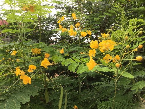 หางนกยูงไทย ดอกสีเหลือง / 15 เม็ด (P2S)