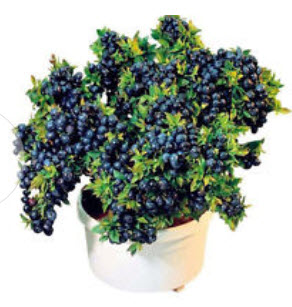 บลูเบอรี่ (Blueberry) / 100 เม็ด