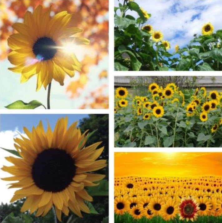 ทานตะวัน / ซอง 20 เม็ด (A296)