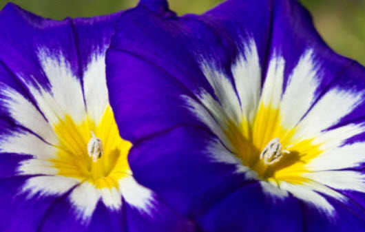 มอนิ่ง กลอรี่ แคระ - เอ็นไซน์ มิกซ์ (Dwarf Morning Glory Ensign Mix) / 170 เม็ด (UK)