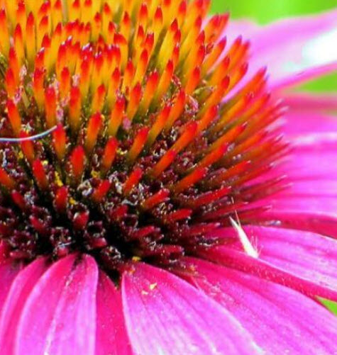 เอ็กไคนาเซีย (Echinacea Purpurea) สีม่วง / 40 เม็ด (Portugal)