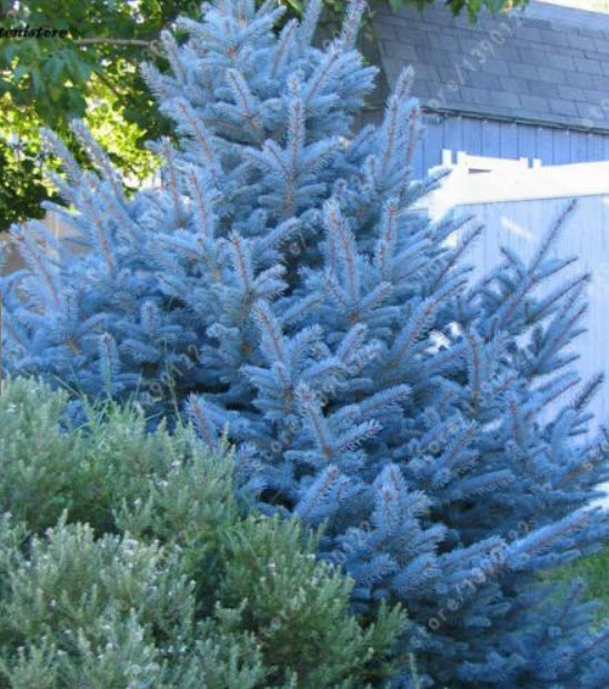 สนสีฟ้า บลูสกาย (Blue Sky Pine) / 50 เม็ด (นอก)