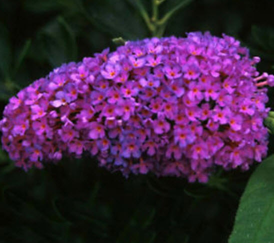 ราชาวดี (Buddleja) คละ / 100 เม็ด (นอก)